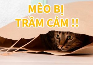 meo-bi-tram-cam